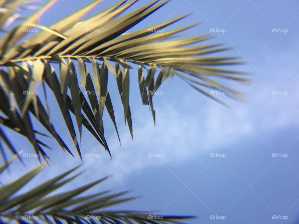 Palm leaves 