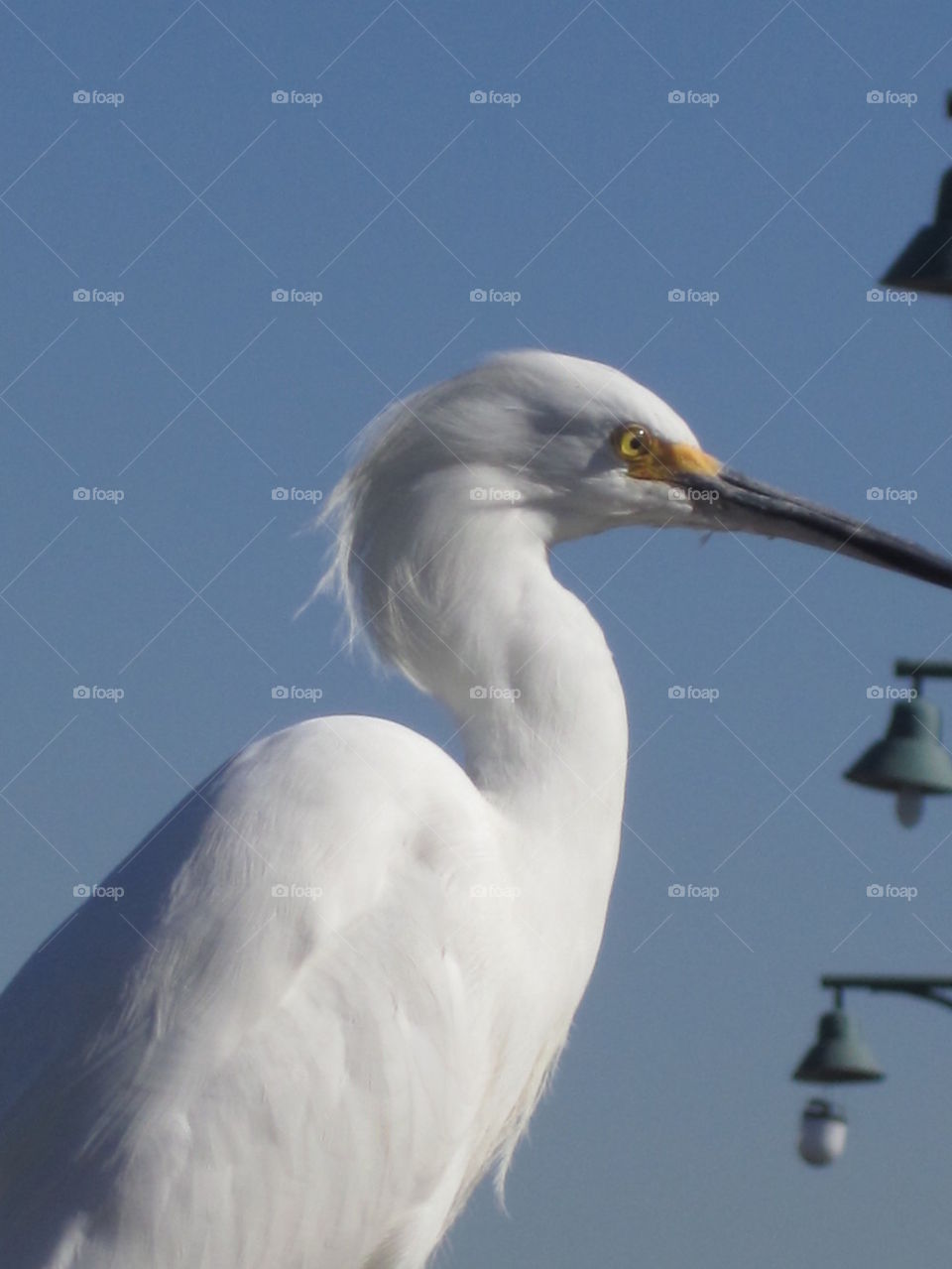 egret 