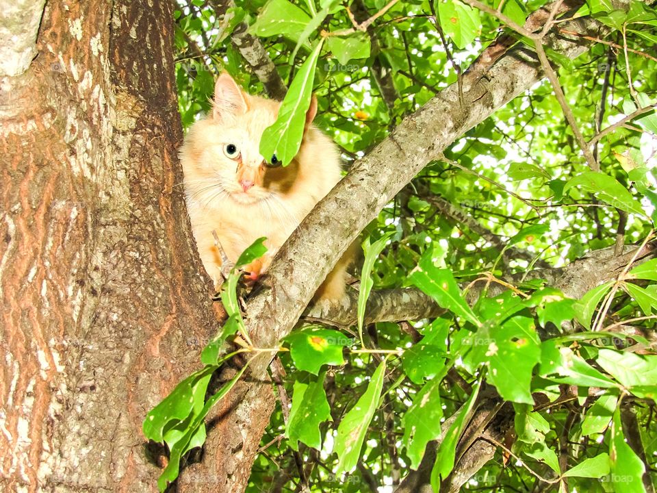 cat climbing tree