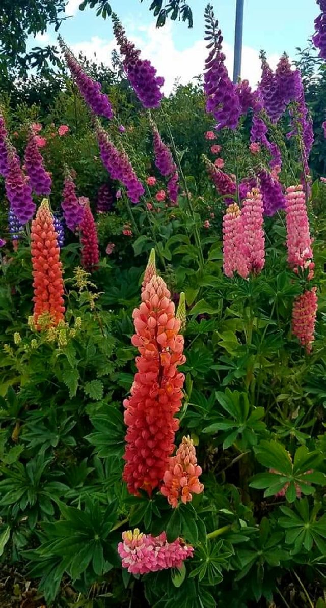 Colorful Flower