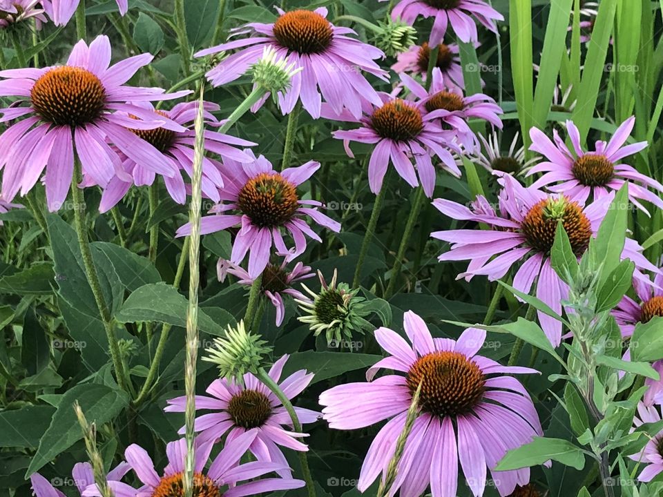 Coneflowers in bloom