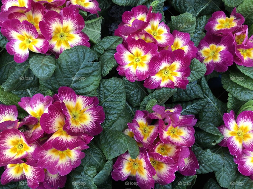 Another rich and very lush purple and yellow primula, giving out a very striking pose.