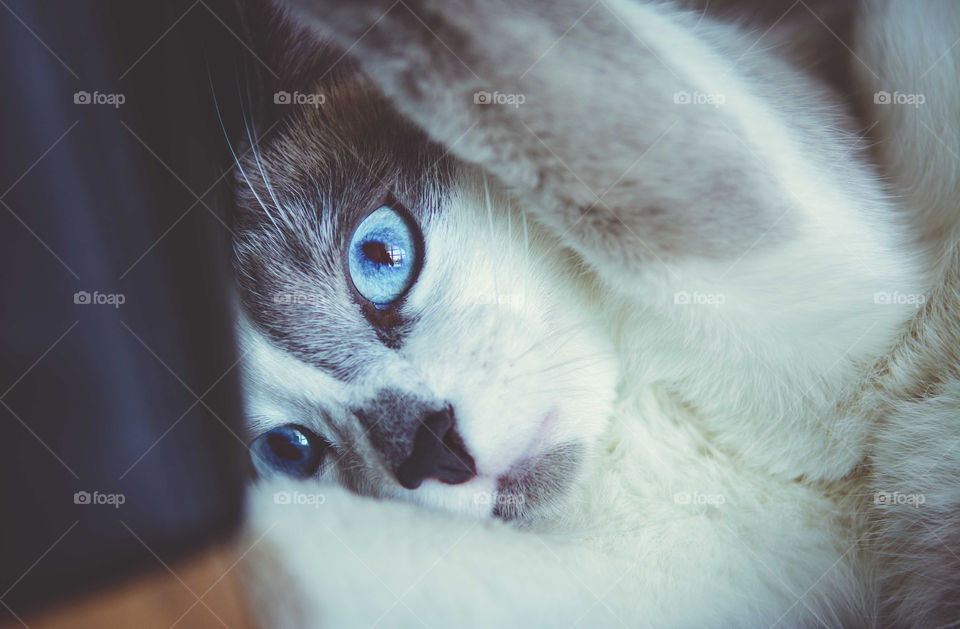 Fluffy cat