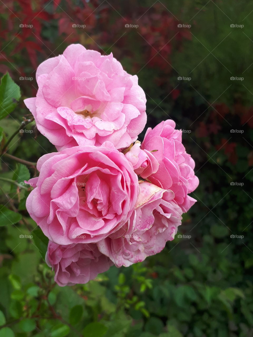 Pink Rose Flowers