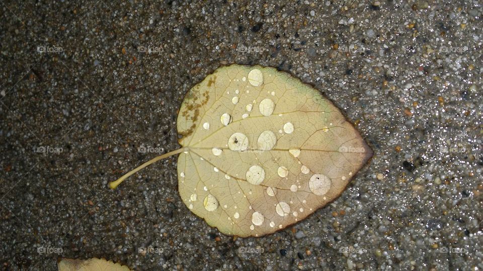 No Person, Desktop, Nature, Closeup, Texture