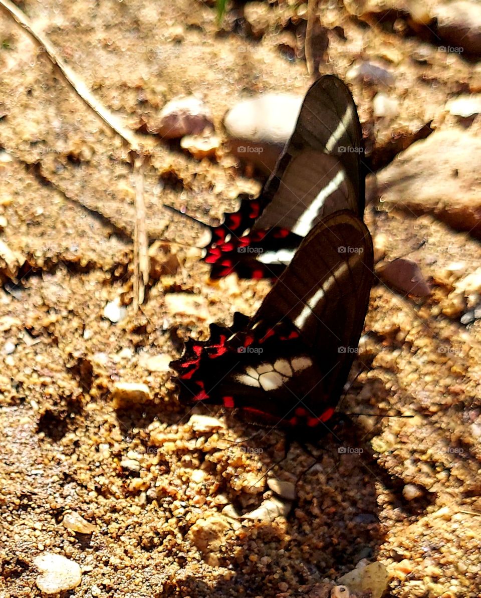 Lindas borboletas pretas com detalhes em vermelho e branco,  sugam a água na beira no riacho.