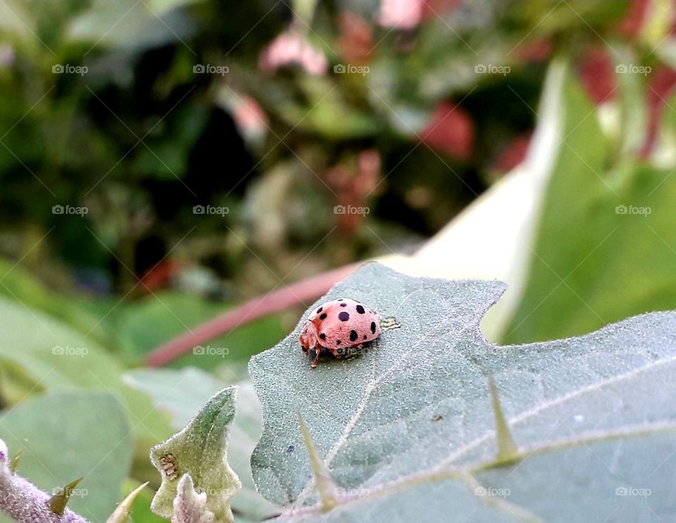 Bee photo, This is the best pic of bee.