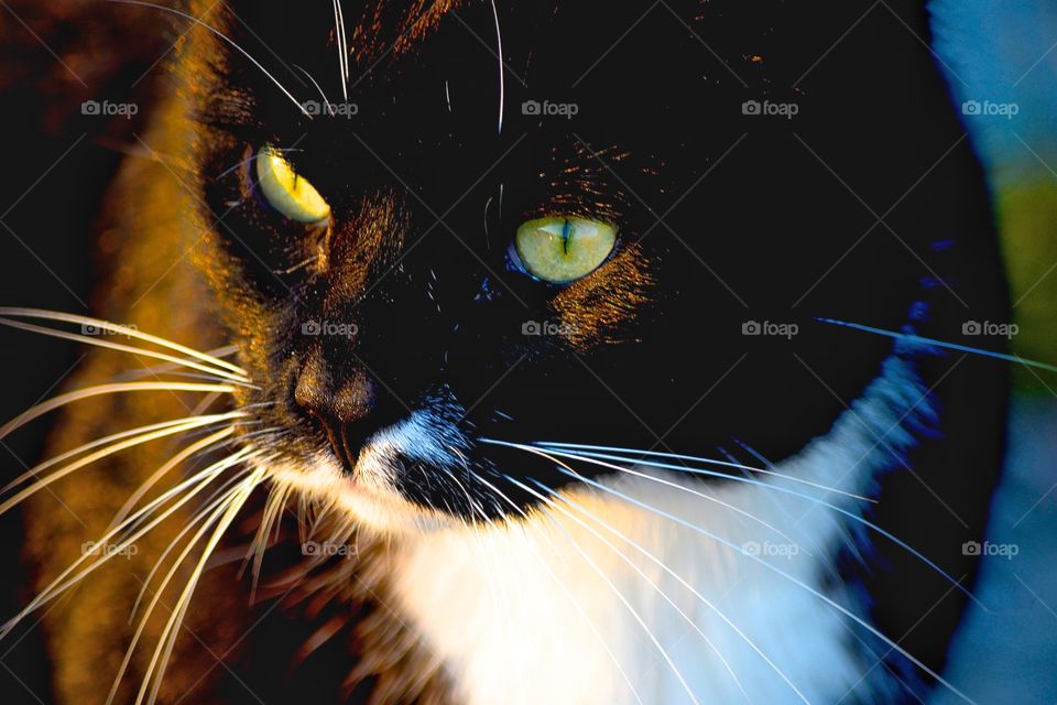 closeup of a black cat with green eyes