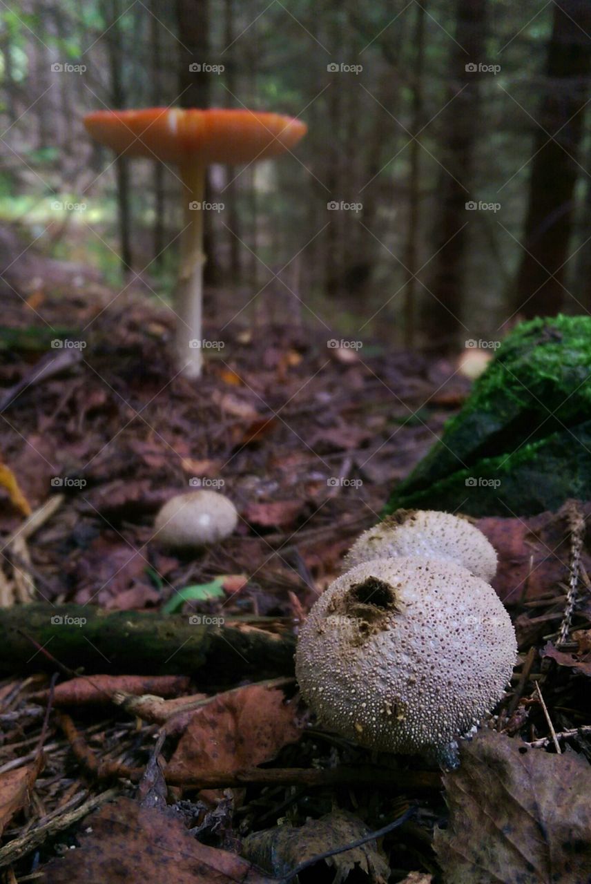 Mushroom Hunting. Mushrooms in a Norwegian forest