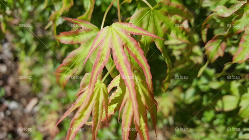 Close-up of maple leaves