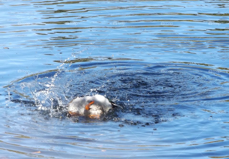 Duck splashing in water