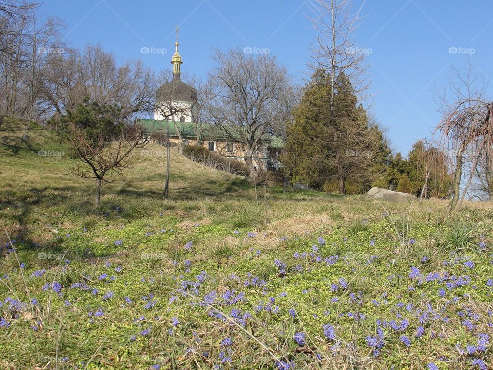 Scilla on the background of the church