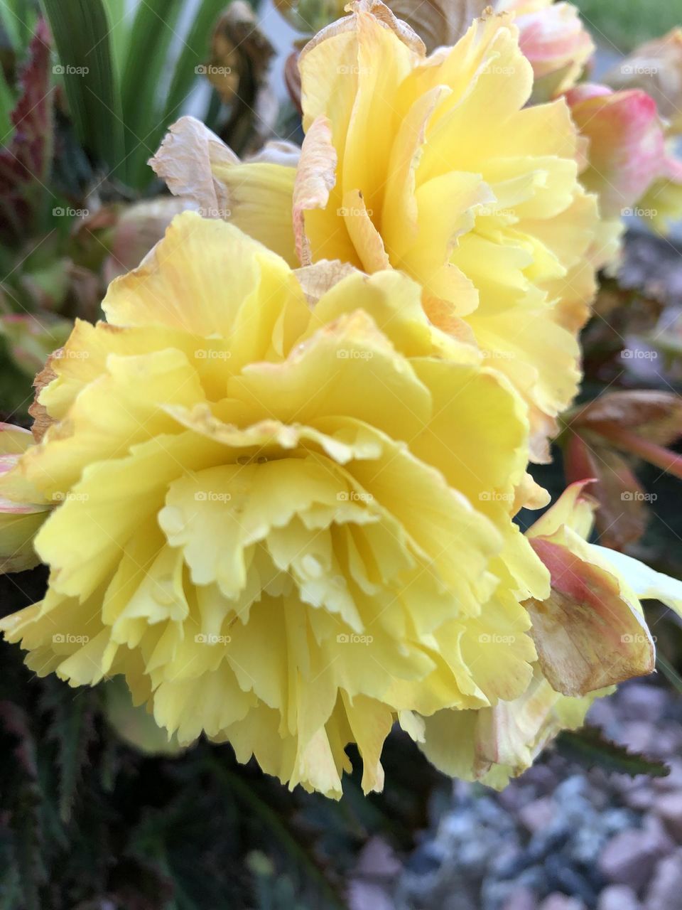 Yellow Flowers 