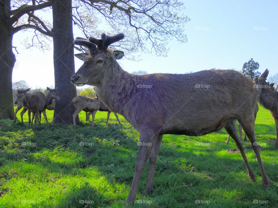 deer in city park