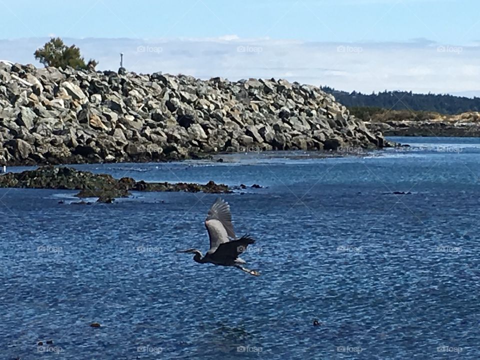 Heron flying 