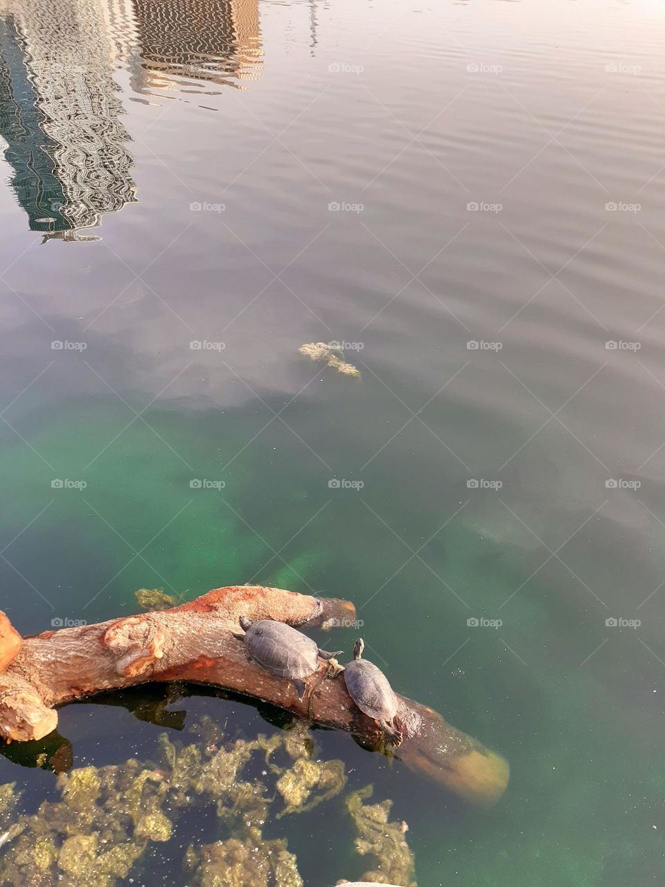 Two turtles lay on a log in the lake and dry off at Lake Eola Park in downtown Orlando.