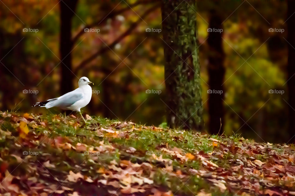 Beautiful fall background with a seagull on a walk in autumnal forest with colorful leaves and fall foliage 