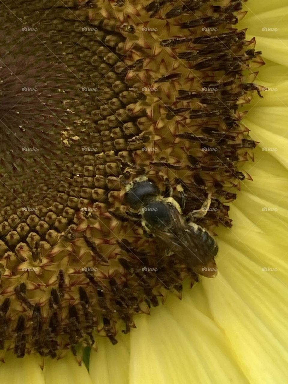 Bee at work