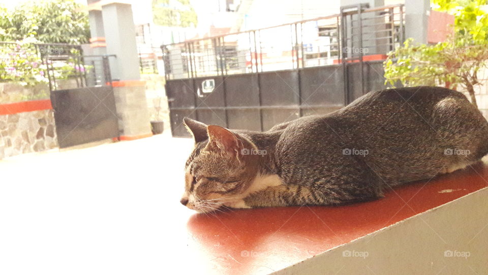 The cat is daydreaming