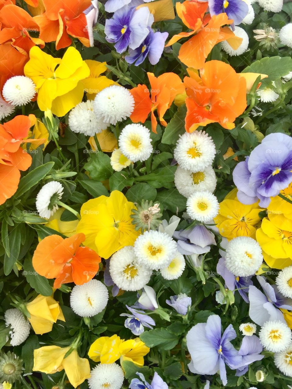 Lots of colorful flowers