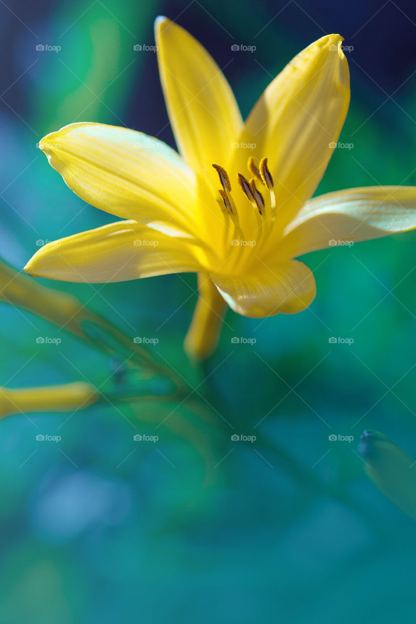 Yellow flower against lush blue-green background
