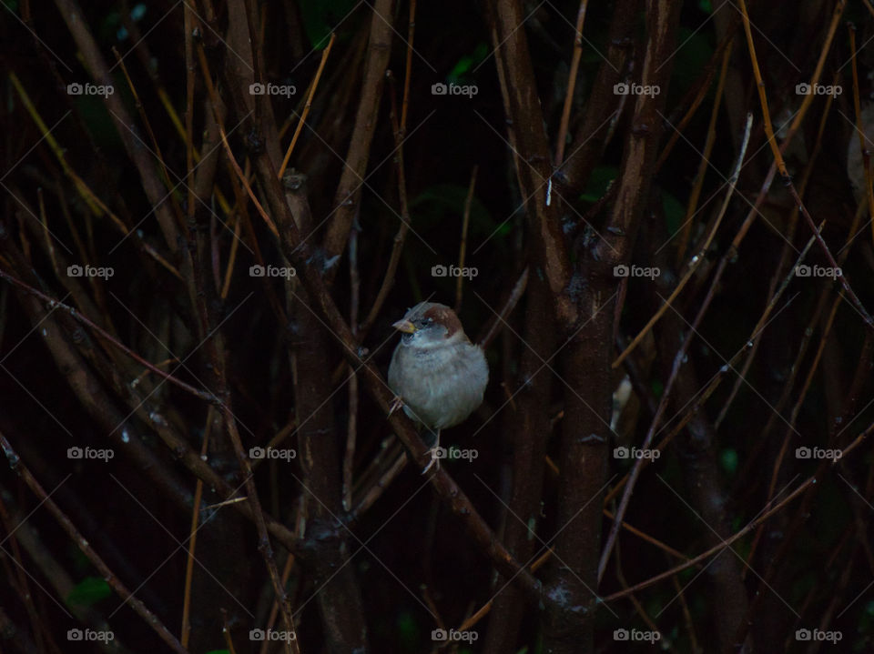 Make housesparrow in autumn