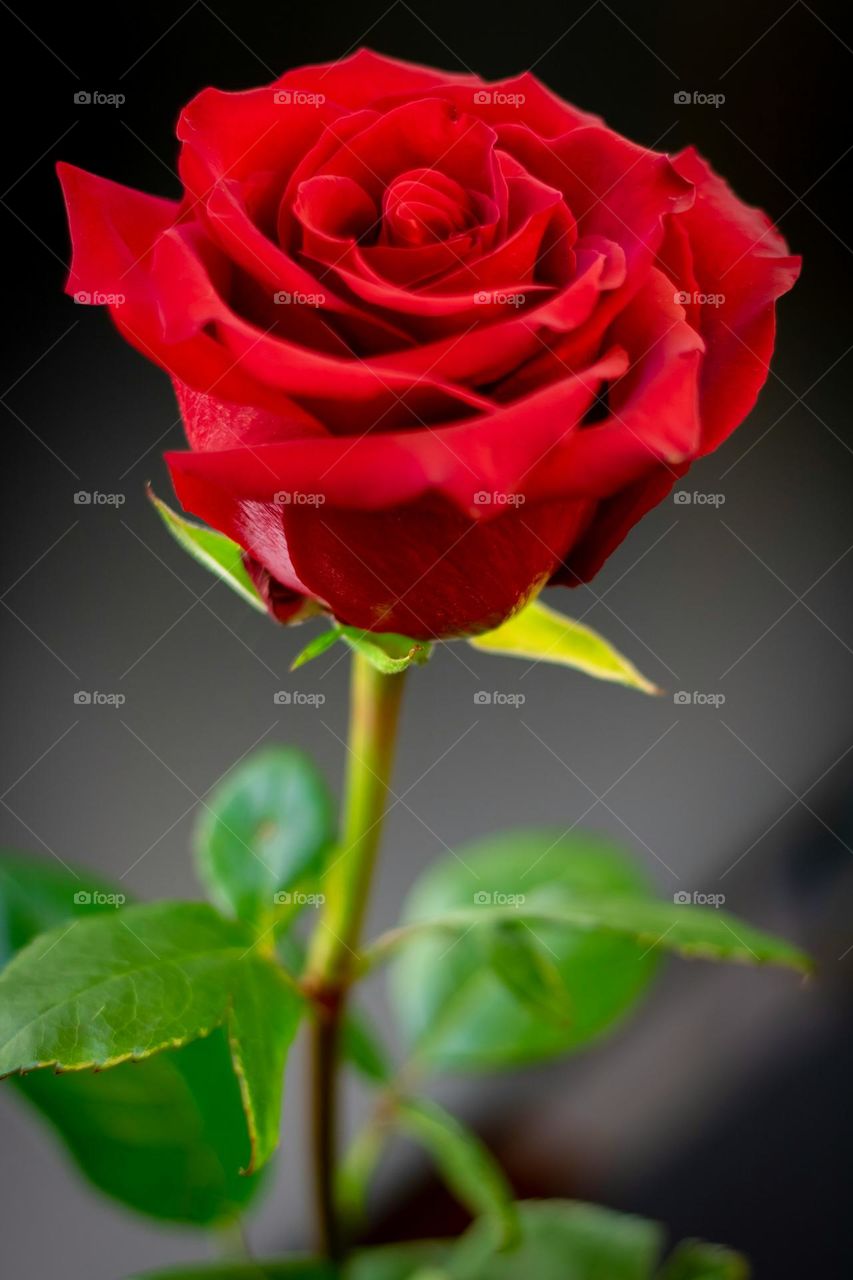 red rose in bloom during daytime
