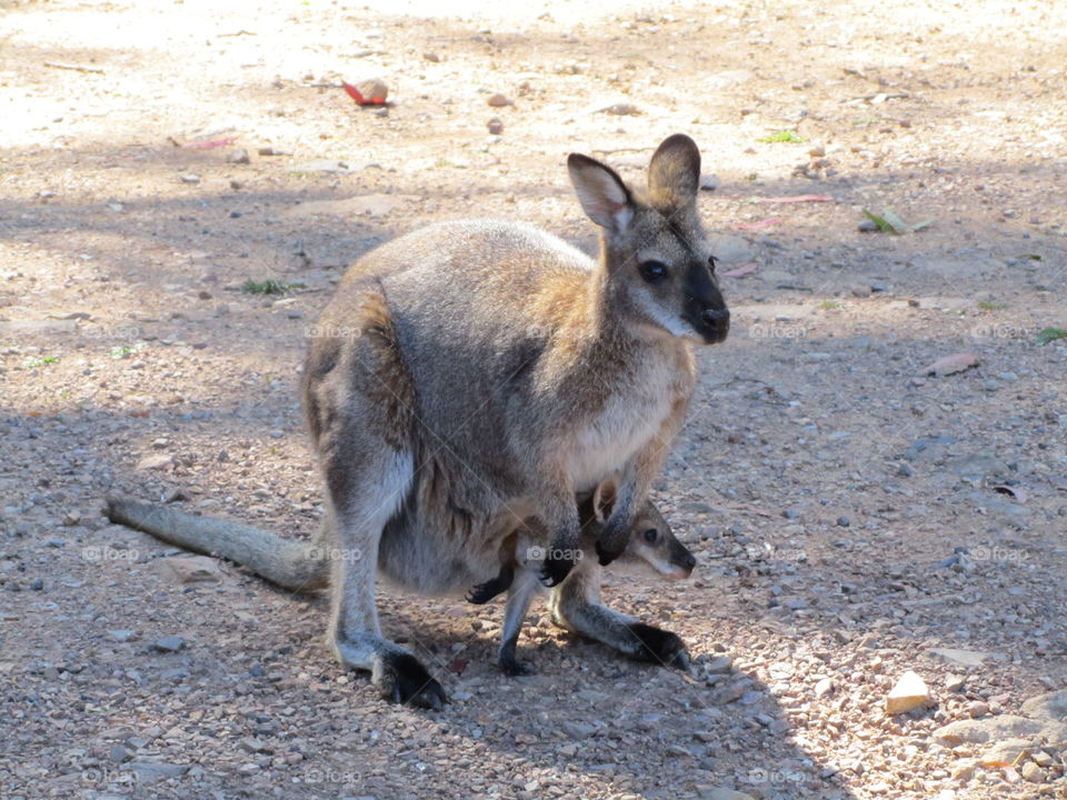 Close-up of kangaroo with baby kangaroo
