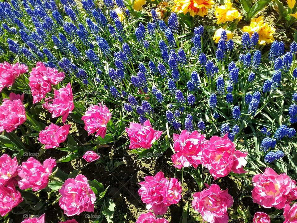Myriad of Pinks and Purples, Spring Tulip Festival, Mount Vernon, Fidalgo Island, Washington, USA