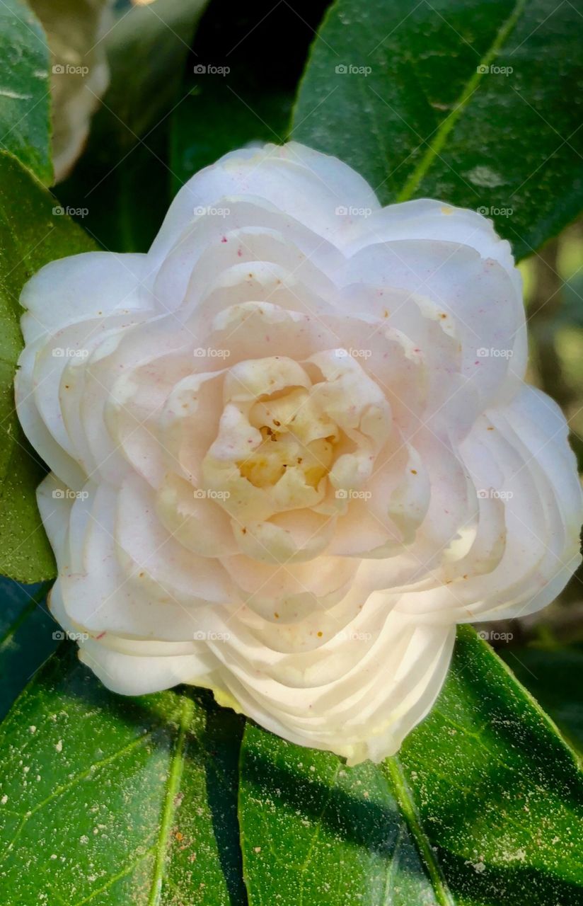 Camellia blossom 