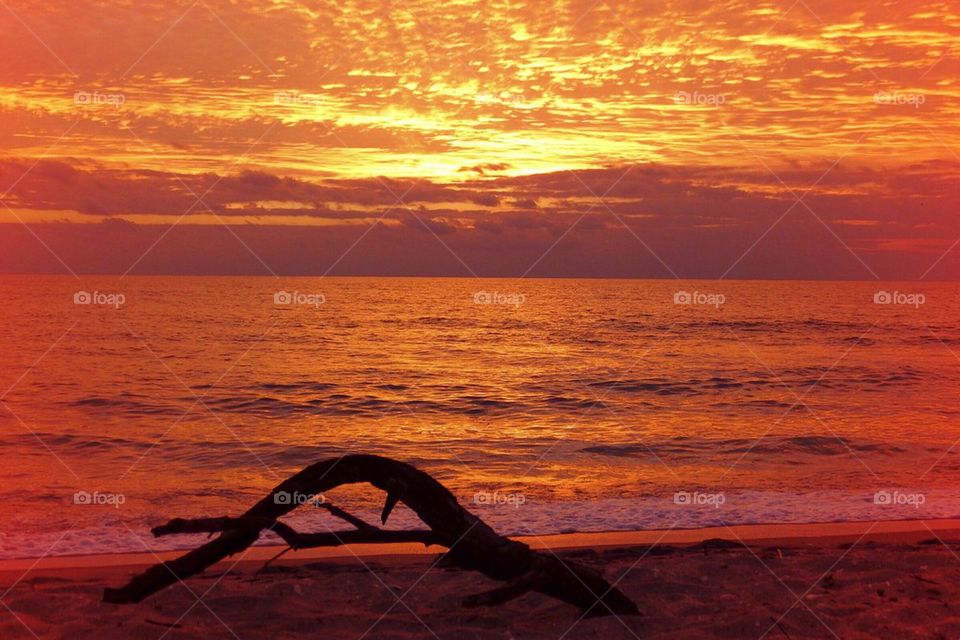 Driftwood sunset