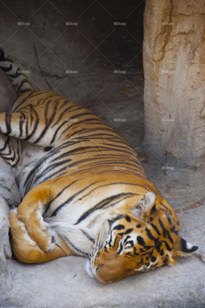 THE BENGAL TIGER IN PATTAYA THAILAND