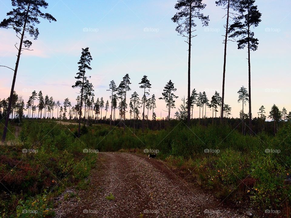 Small road in the forest