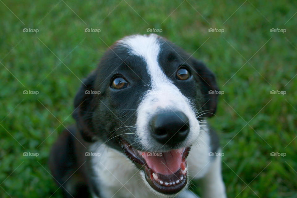 High angle view of dog