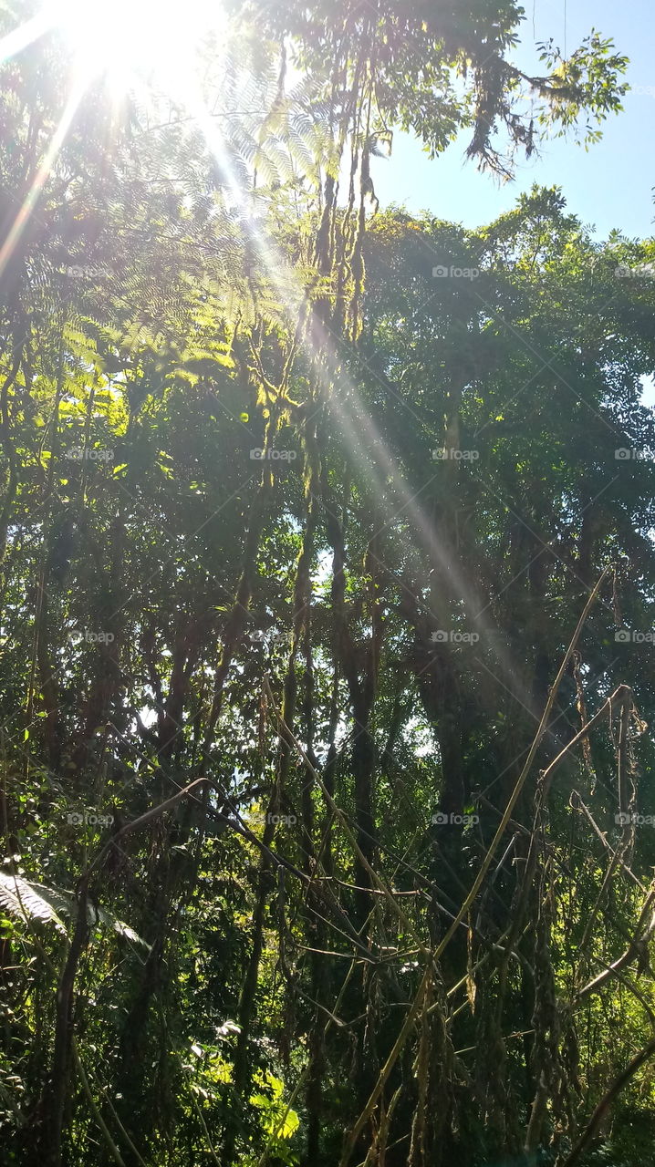 RAIO SOLAR NA MATA