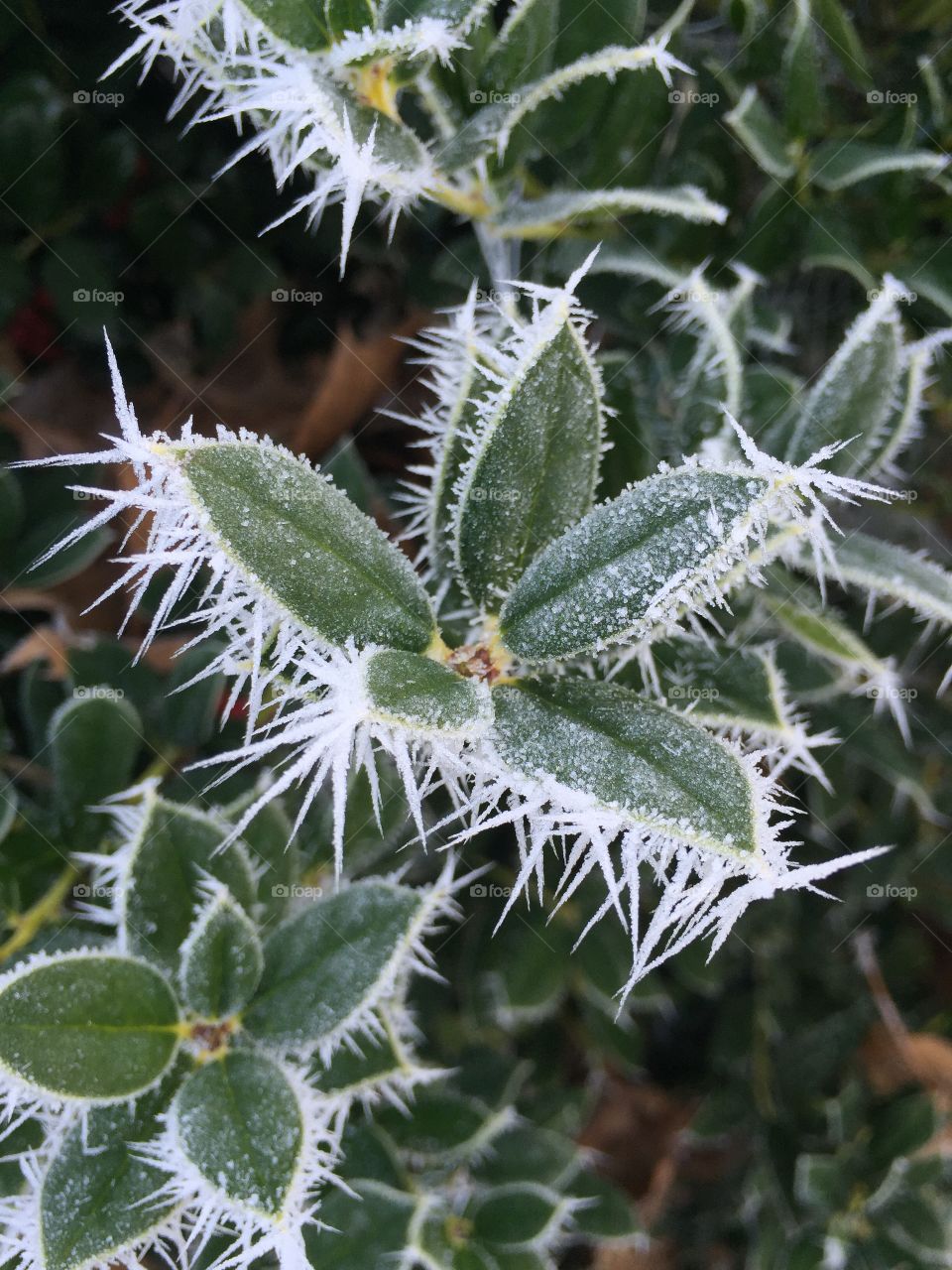 Snowflake on plant