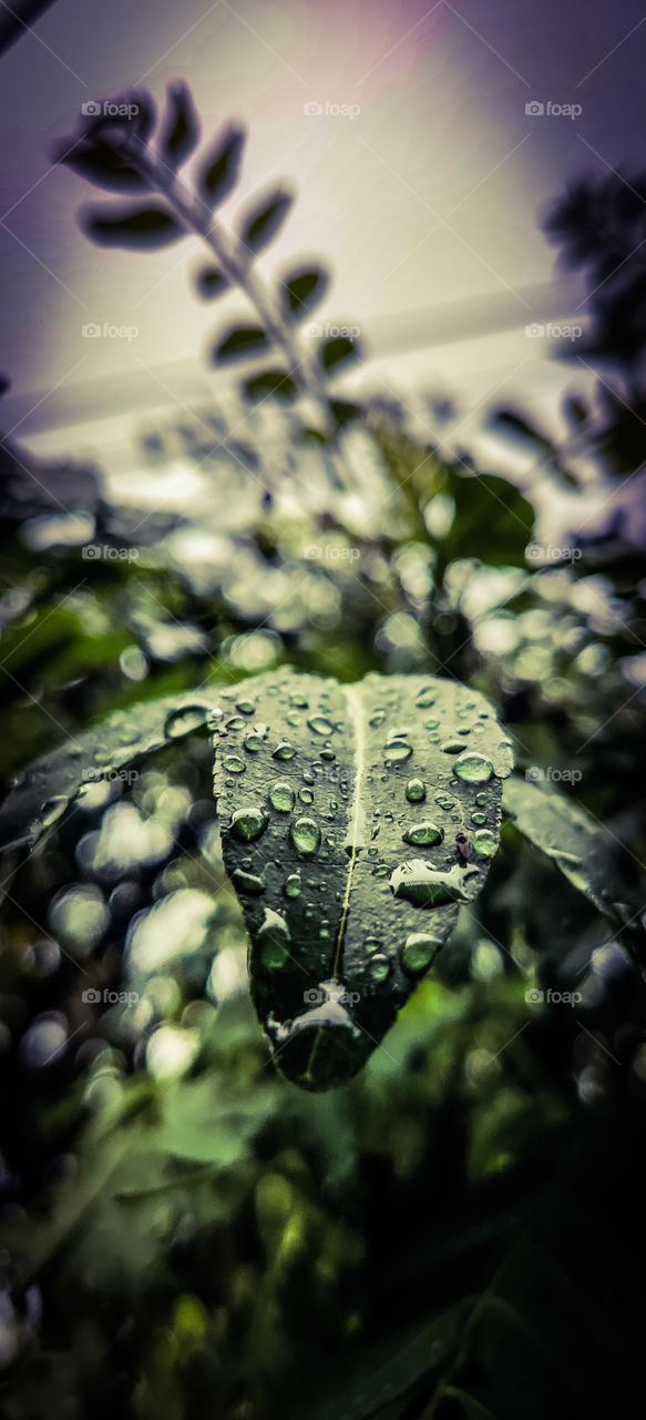 droplets