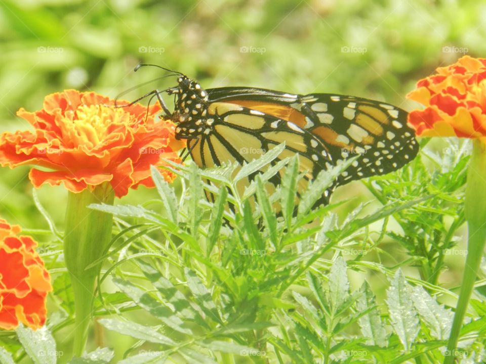 Nature, Summer, Butterfly, Bright, No Person