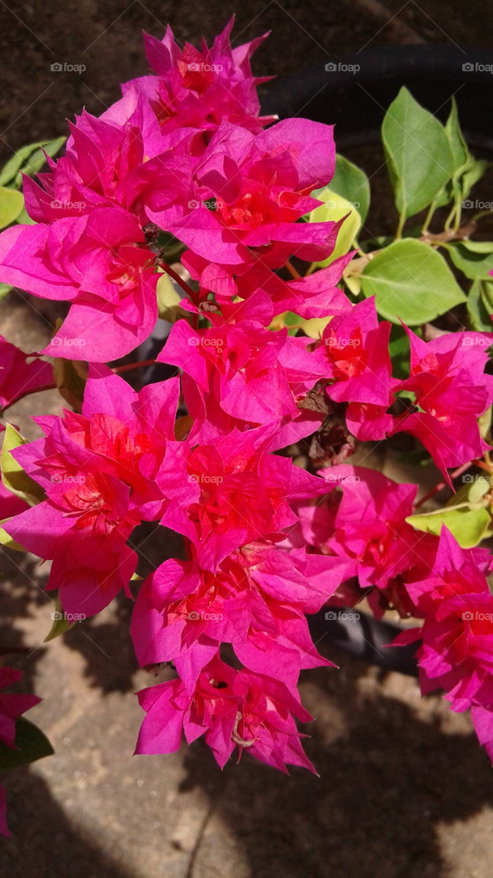 design of natural flowers