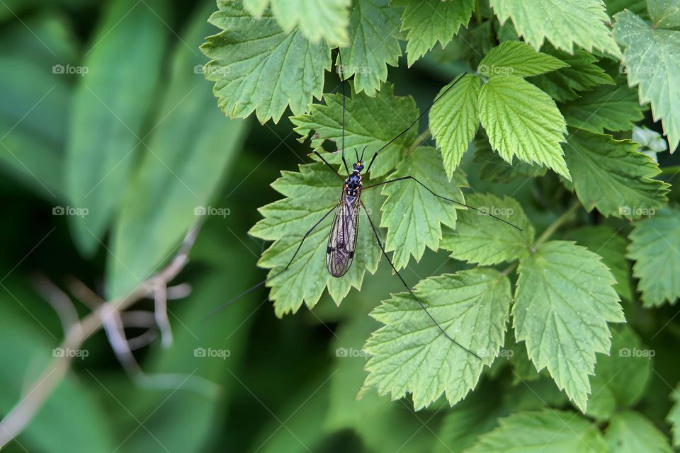 in the garden