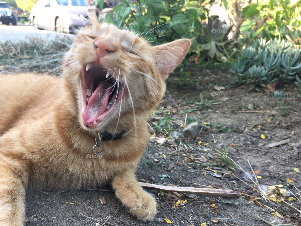 Yawning finder cat lying on the ground showing his teeth 