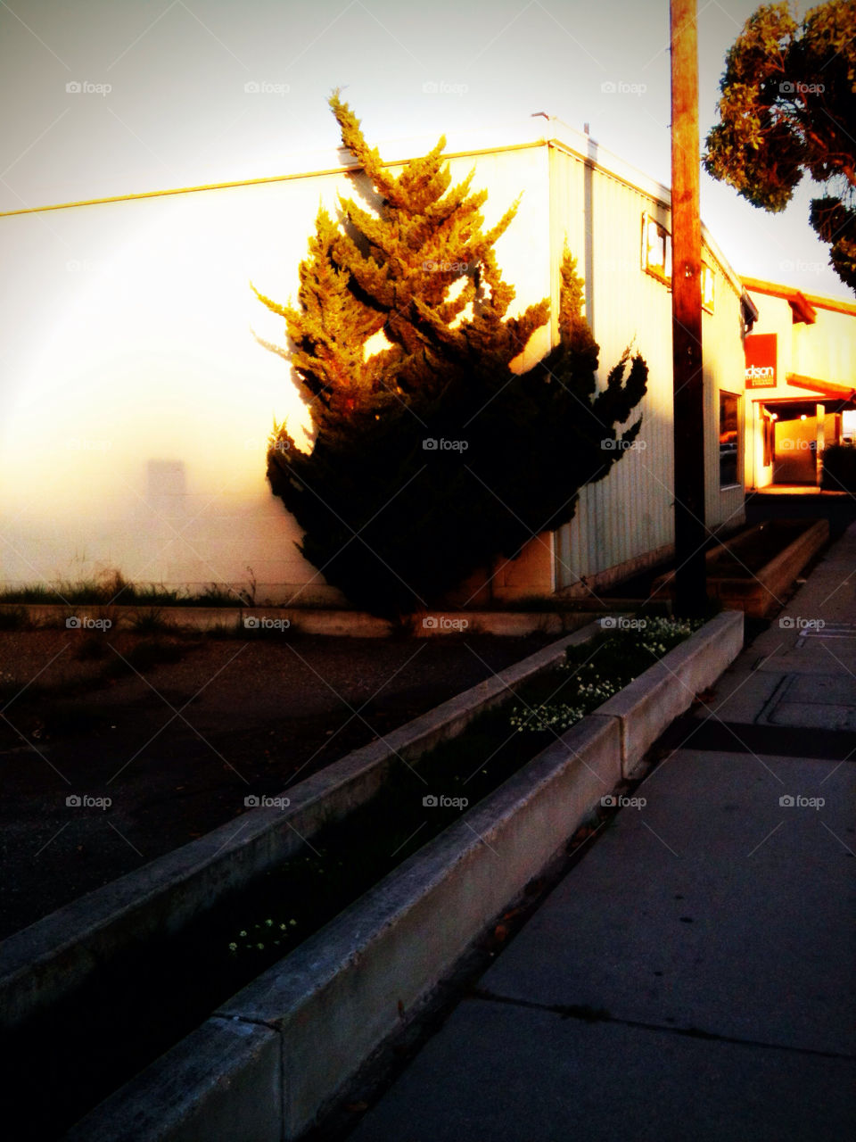 A view of a tree against a building in California.