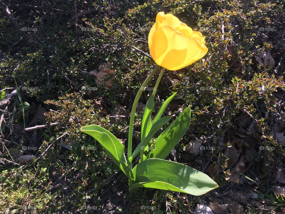 Yellow tulip in the sunshine before some bushes