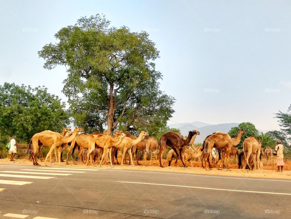 camels