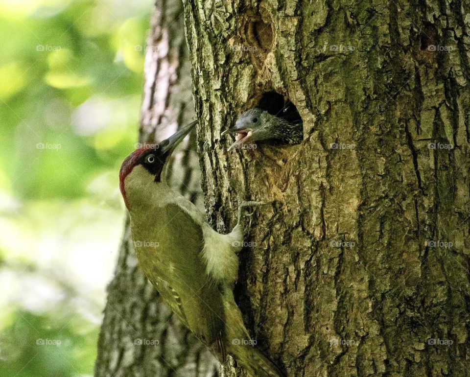 A green woodpecker feeding it’s young 