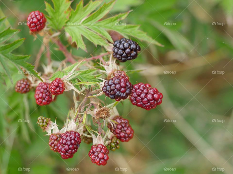 Wild blackberries