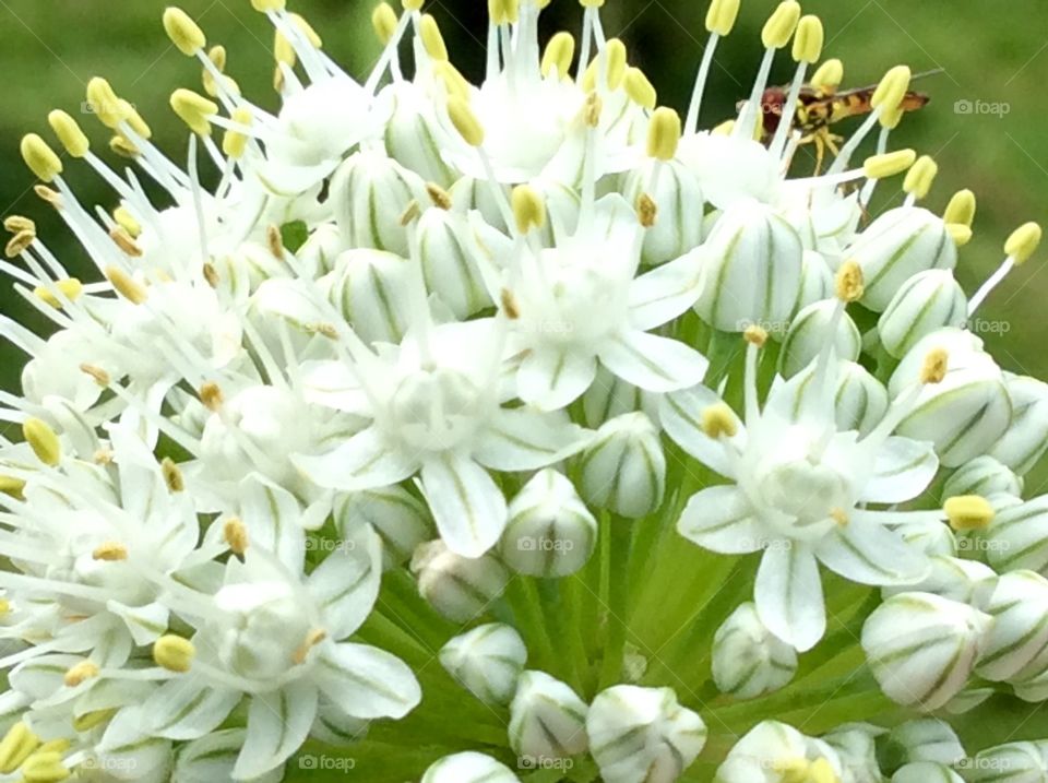 Closeup of onion flower