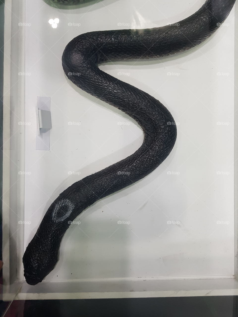 black snake on an vivarium