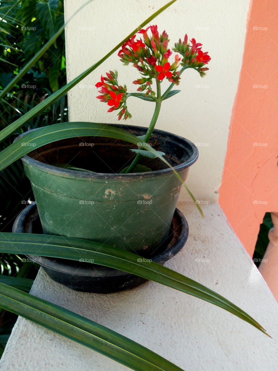 flower in pot