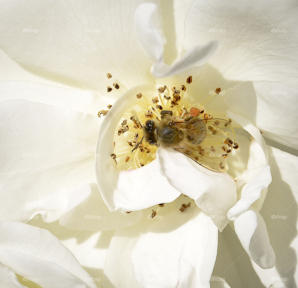 Bee in a flower. 